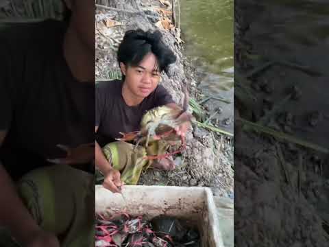 Melepas bibit kepiting🦀🦀 #tambak #kalimantan #jupu #kepitingbakau