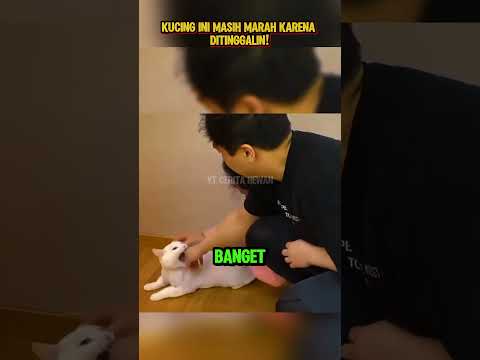 Kucing Ini Ngambek Berat #shorts #hewan #kisahhewan #faktaunik