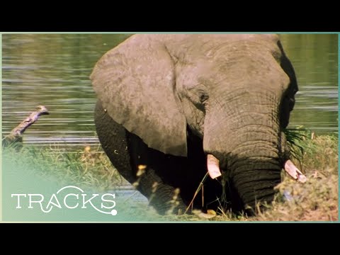 YouTube video thumbnail: The Zambezi River: Mozambique's Force of Life