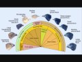 Darwin's Theories and Natural Selection
