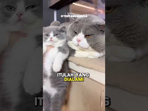 Dilema pak dadu 😪