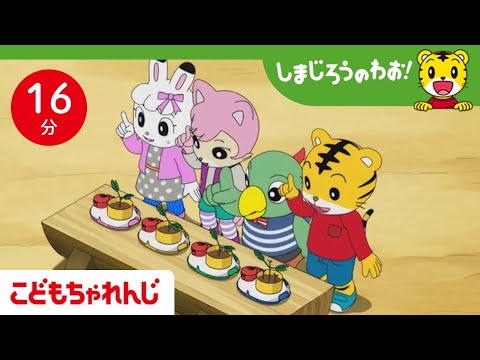 猫の動画サムネイル - 【16分アニメ】おじぎそうを育ててみよう！ | 植物のお世話 | しまじろうのわお！アニメ | しまじろうチャンネル公式