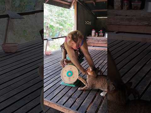 Great video Super SokYaa Very Adorable & Harmony Animals Around The World #shorts