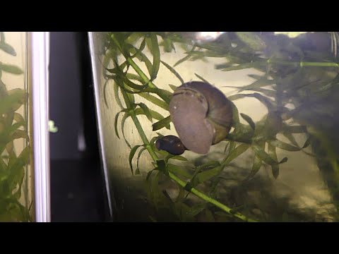 Trapdoor Snails Senses 00:00 Trapdoor Snails Senses

Reddit https_//www.reddit.com/r/aquarium_garden/
Blog_ 
All my project