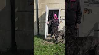 Måste hunden gå sist genom dörren? (Nej!)