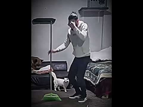 Animals Love❤️ #animals #dogs #cat #faint #animallovers