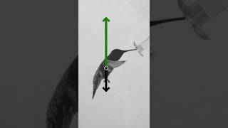 We Finally Understand How Birds Fly