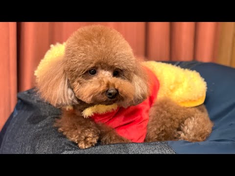 うちの犬が新年からだいぶ可愛いから見て！【親バカ飼い主】