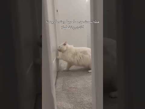 كإنها بتقوله انت فين يحيوان 😂😂😂 اشترك بالقناة الآن لتحصل على المزيد