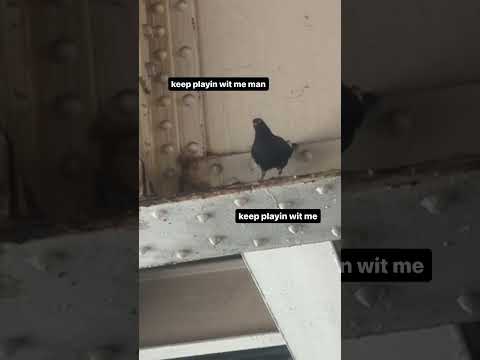 Brooklyn pigeons don’t play! 😂😂 #Villano