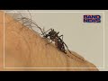 Casos de Dengue no Paraná