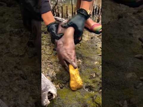 سمكه جواها كنز