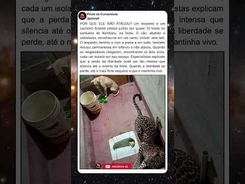 Porque o Leopardo não atacou esse cachorro?