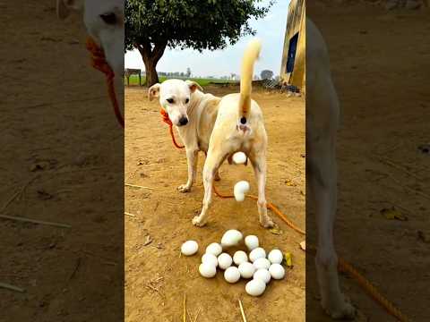Cachorro bota ovo?🙀 #humor #comedy #comedia #situacoesengracadas #funny