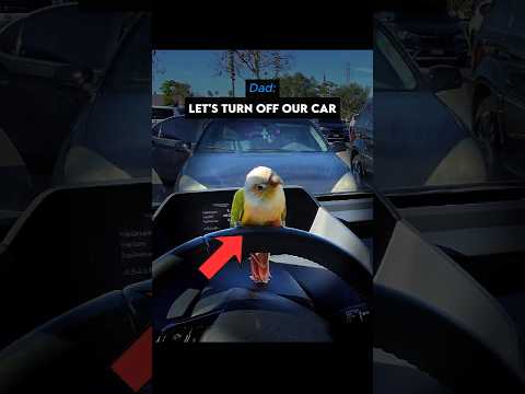 He doesn't wanna leave the car ๐๐ฆ #birds #shorts #parrot