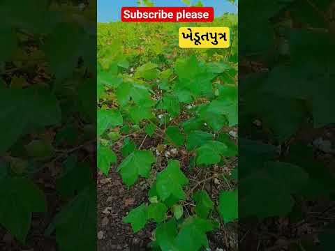 उसे पाने के लिए कुछ भी करूंगा#khedut_putr #jagdishvekariya #tredingview #viralvideo