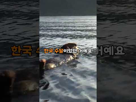일본이 영영 잃어버린 수달이 서울 한강에 돌아온 충격적인 이유