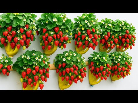 How to Grow and Harvest Strawberries on an Old Wall – Easy Urban Gardening