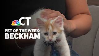 Pet of the Week: Beckham