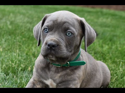 Cane Corso For Sale Tx 09 21