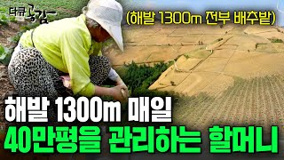 해발 1300미터에서 백세 연세에 굽은 허리로, 경사진 밭의 고랑 사이를 누비는 할머니들의 눈물 [다큐공감] | KBS 171021
