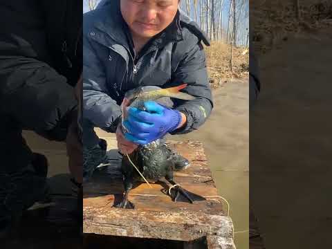 Fish fishing | Catching Fish | Hunting Fish From Hole Using Hook #04121 #fishing #birds #birdfishing