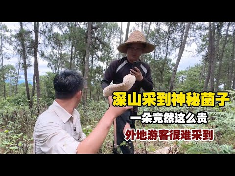 云南采菌季，外地游客采到一朵鸡枞，你们知道含金量多高吗？【小白的奇幻旅行】