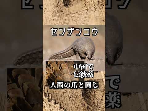 【世界一】密猟・密売されてる哺乳類　センザンコウ