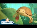 Loggerhead Sea Turtles and Challenges