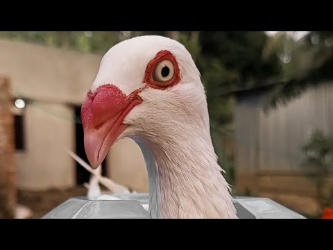 HASAN PIGEONS LOFT is live!