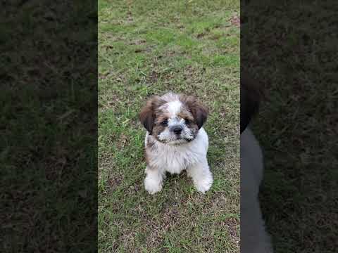 oreo ki masti 🐕#shorts #minivlog #viral #funny #comedy #ytshorts #vlog #reels #dogshorts #doglife