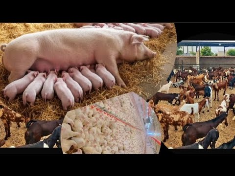 5 farming businesses to do in Zimbabwe 