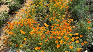 Nick’s garden tour summer 2023