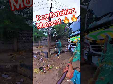 Mafia Dog Catch trailer #shortsfeed #shorts #short #youtubeshorts
