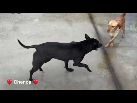 click to play the video