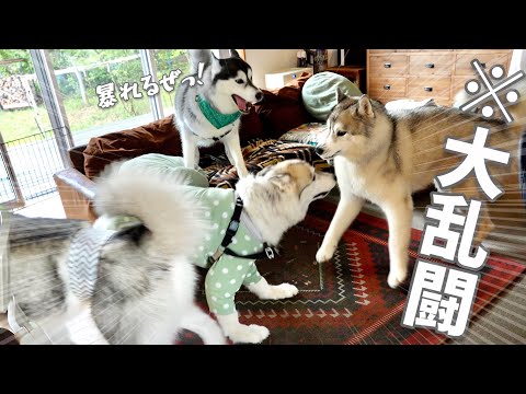 【狂乱】友達に会って興奮しすぎたハスキーズが家中を走り飛び回って大乱闘www【シベリアンハスキー】