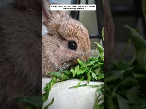 A heartwarming story of a family and their lost baby rabbit.#cuteanimals #rabbit #short