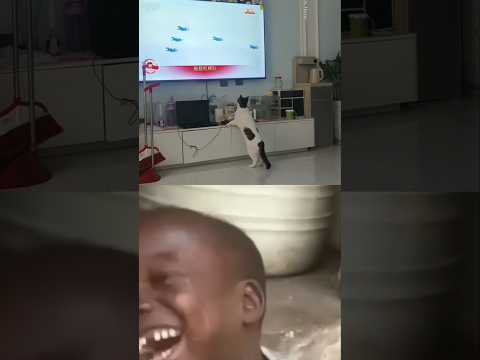 cat watching tv#funnyshorts#pets