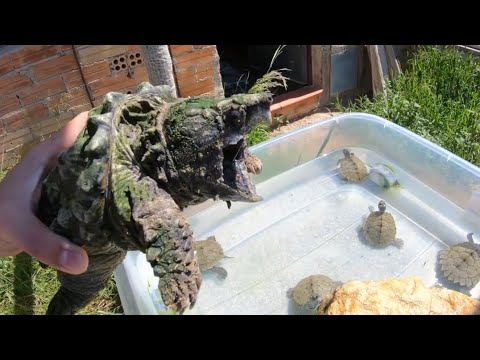 ¡¡Tortuga caimán ayuda a comer a estas tortugas bebés!!😨
