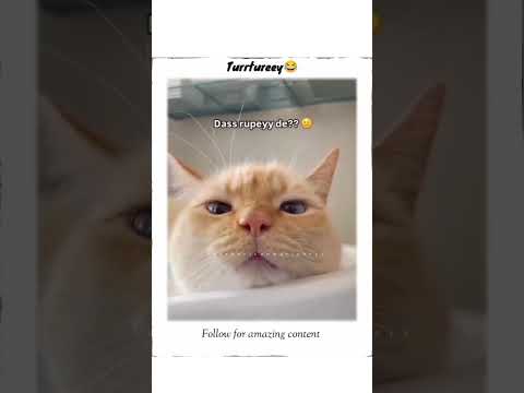 Turtury😂🤣#shortsviral #funny #youtubeshorts #100k #8millionviews #viralvideos #viralvideos