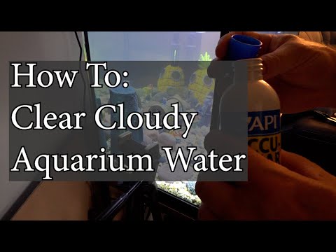 How To Clear Cloudy Aquarium #clearwater
