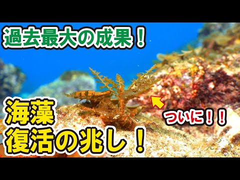 【食害なし！】消滅した海藻アカモクに復活の兆し！過去最大数の発芽に成功したアカモクが急成長！【海の再生】