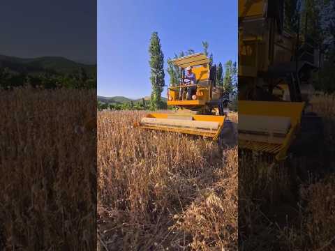 The combine harvester harvests seeds