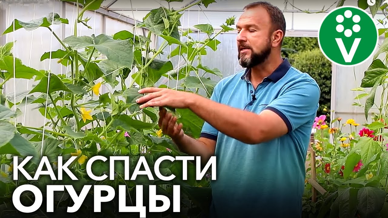 Вянут листья огурцов? Вылечим в момент!