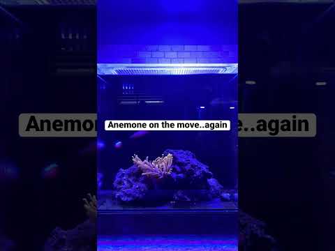 Bubble tip anemone time-lapse.  This is a little o Subscribe @BahamaLlamaCoral