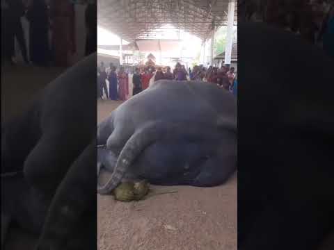 എന്തായാലും രണ്ടു പേരും എല്ലാം മറന്ന് ഉറങ്ങുകയാണ് രണ്ടുപേരെയും ദൈവം അനുഗ്രഹിക്കട്ടെ ?❤️❤️