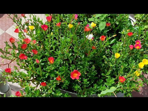 मेरे लिटील टेरेस गार्डन मैं आजकल खूब Portulaca खिल रहे हैं. 😊