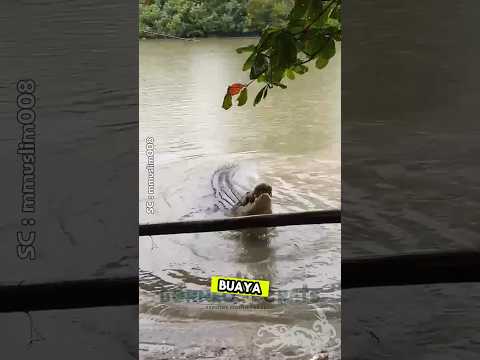 Sedih Mancing Dapat Buaya Raksasa #shorts #mancing #predator #buaya