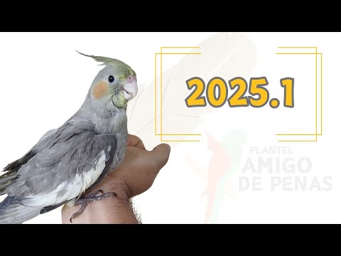 RESULTADO DA TEMPORADA 2025.1