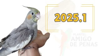 RESULTADO DA TEMPORADA 2025.1